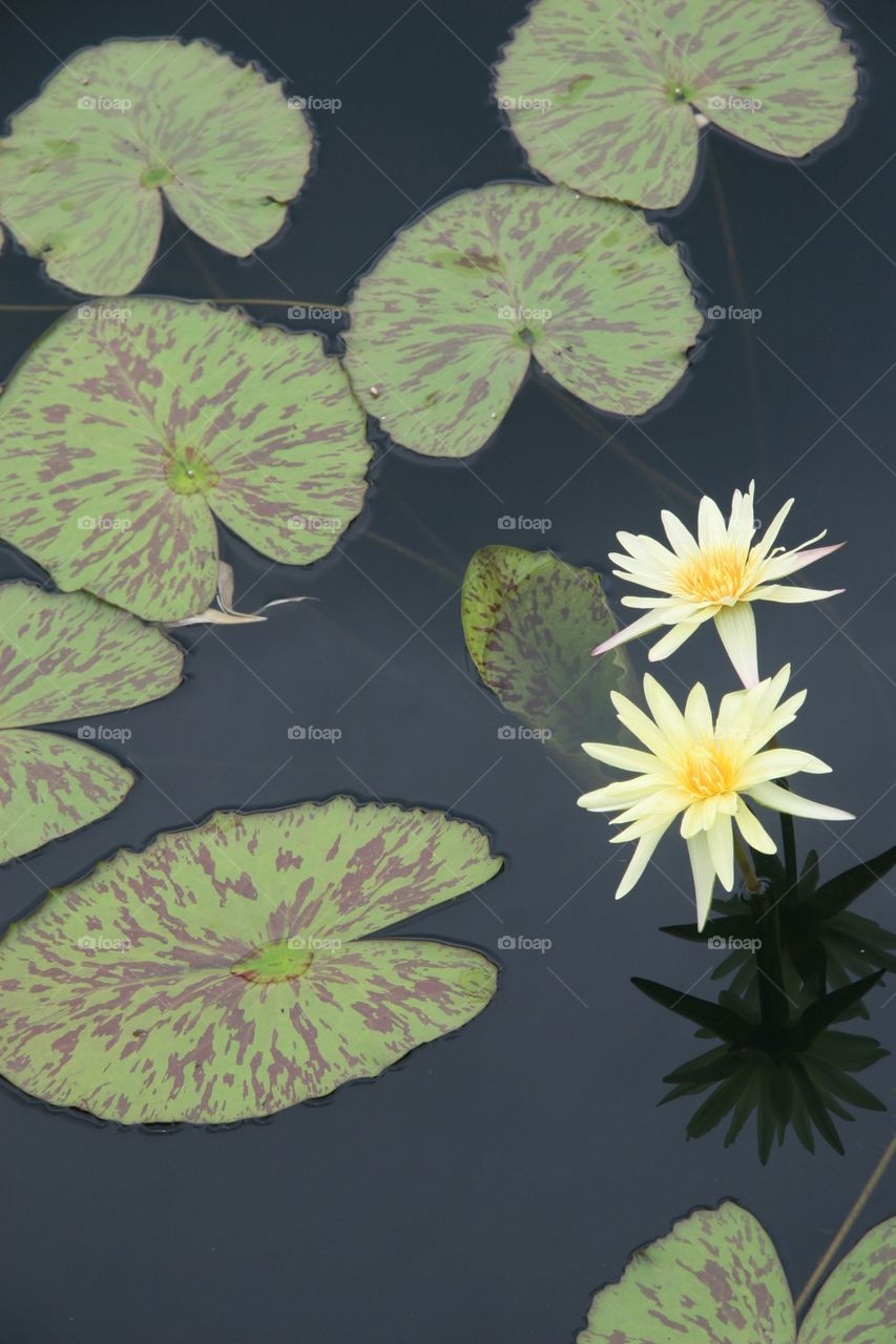 Flowers, water Lili, white 