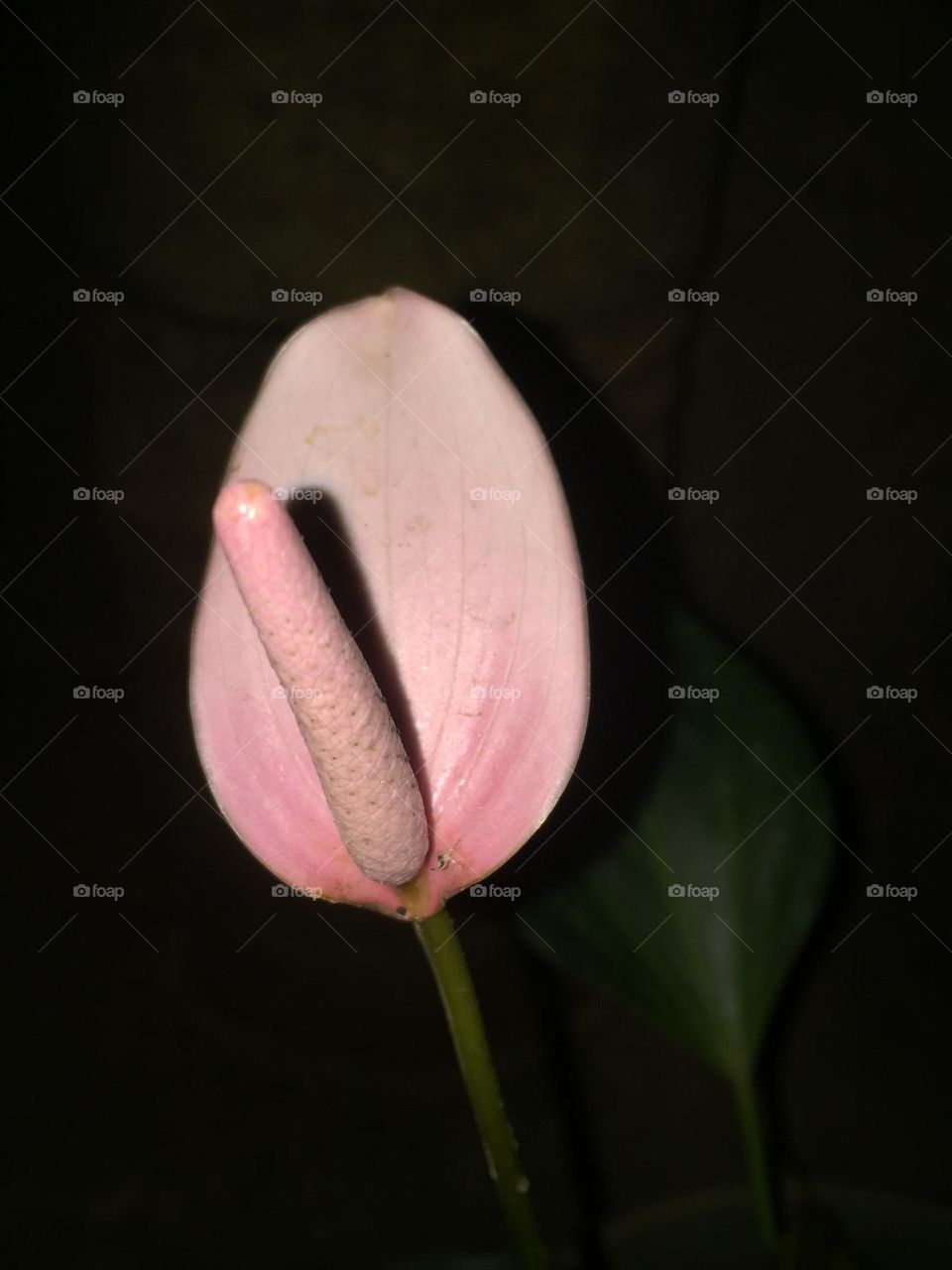 Pinkish anthurium