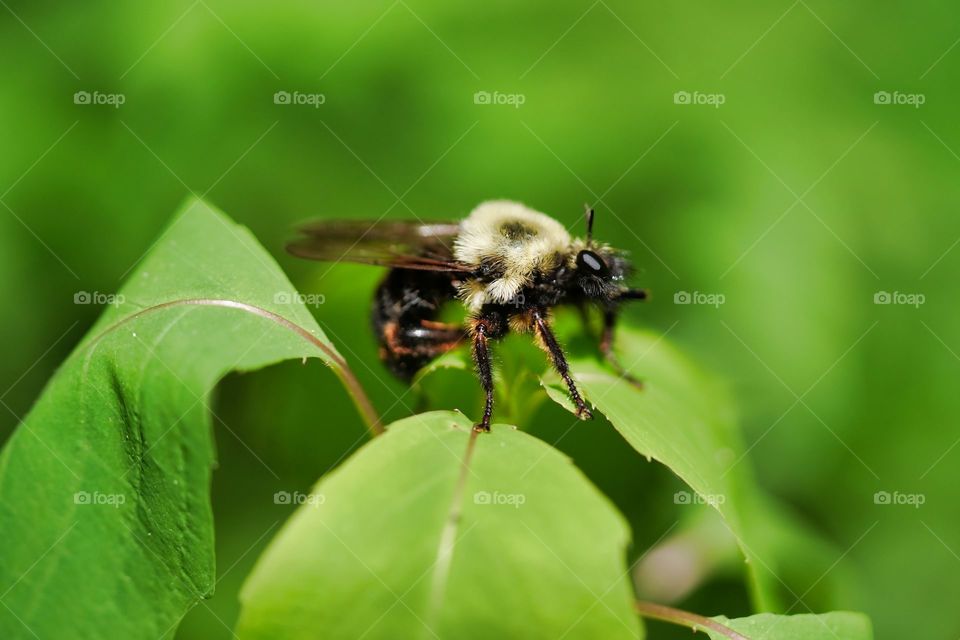 bee