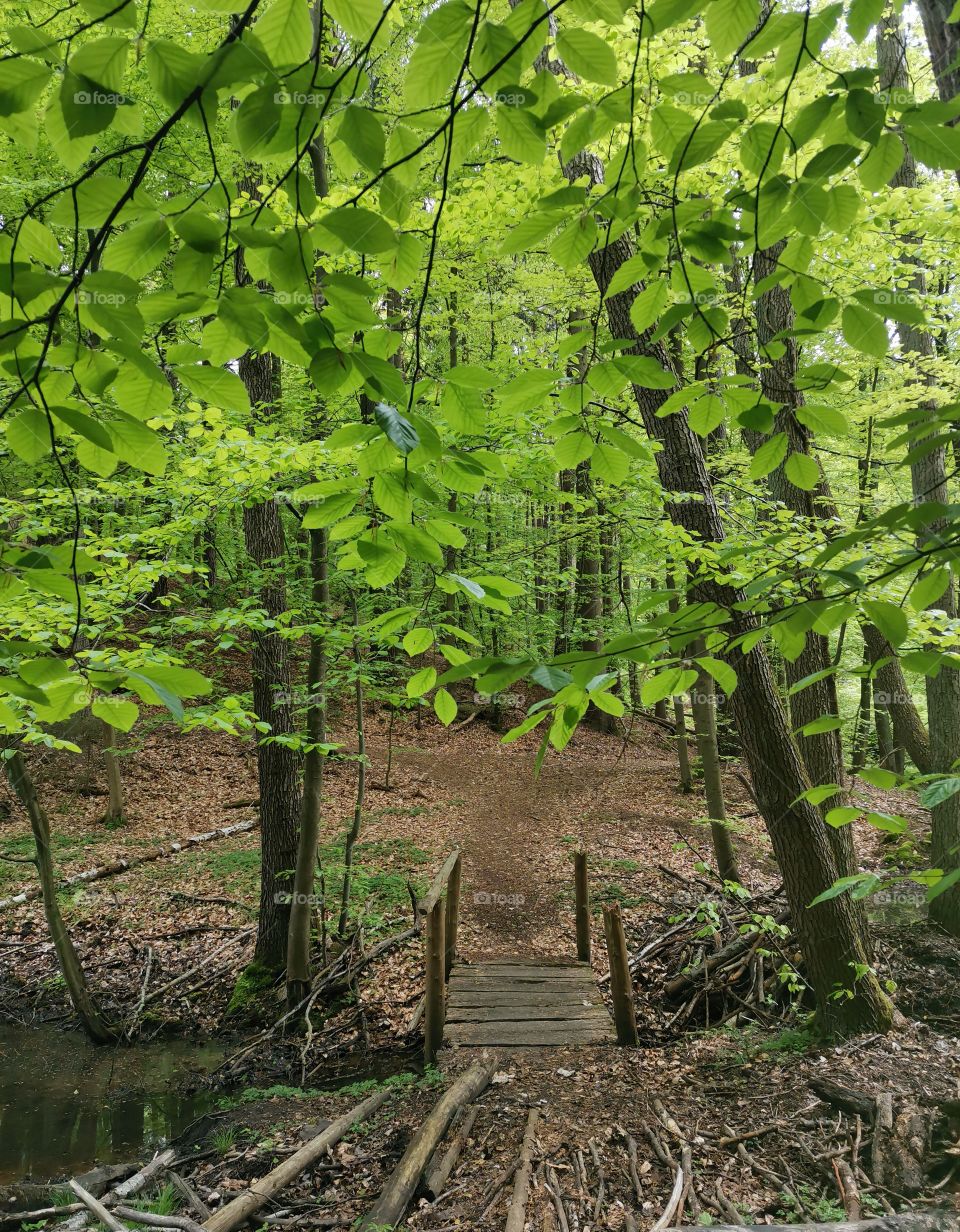 Small wodden bridge on a pathway in the beech forest with beech trees and green leaves on the right and left side