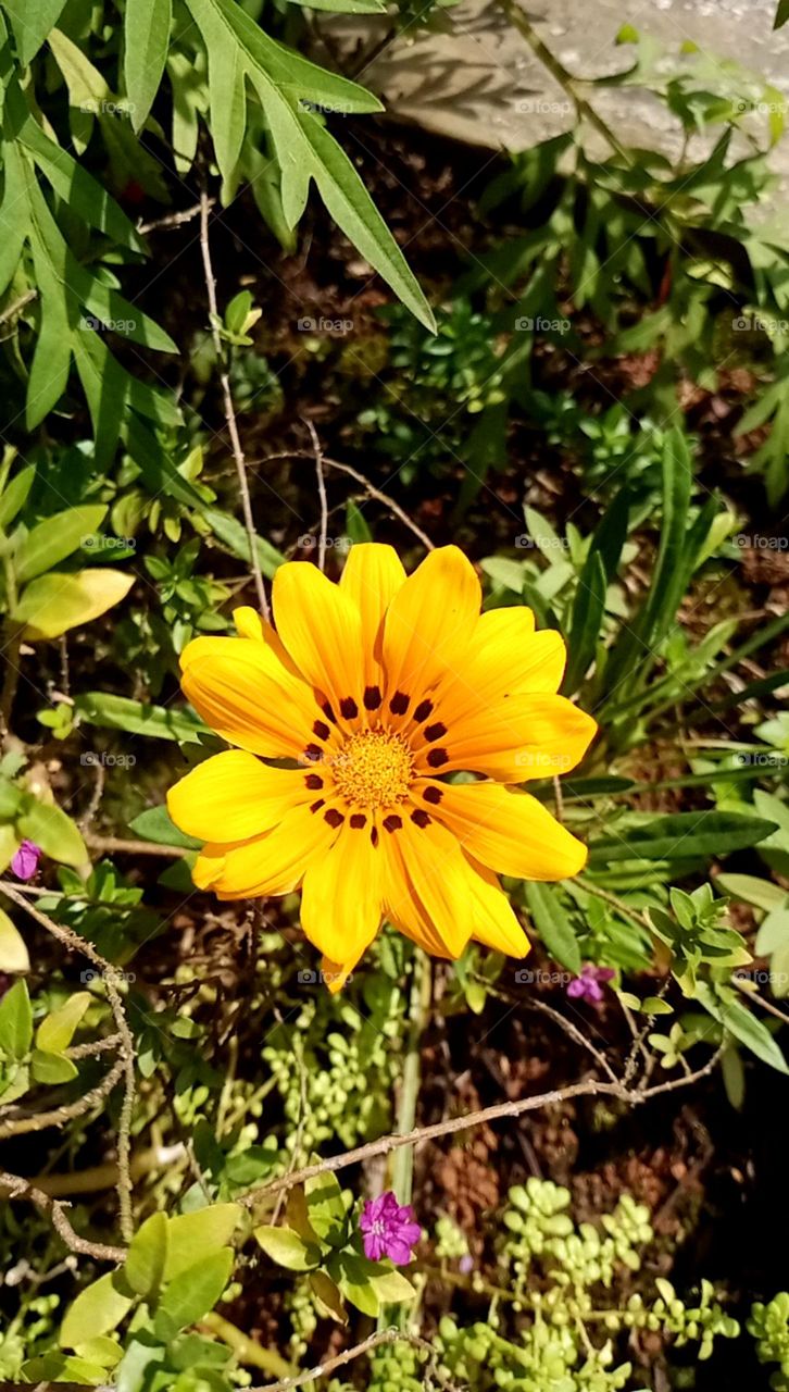beautiful yellow flower looks so nice middle of this flower black spot and petals of it's so nice