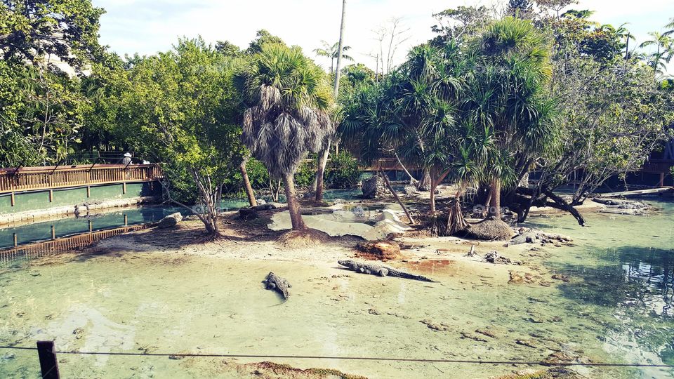 Zoo aligators