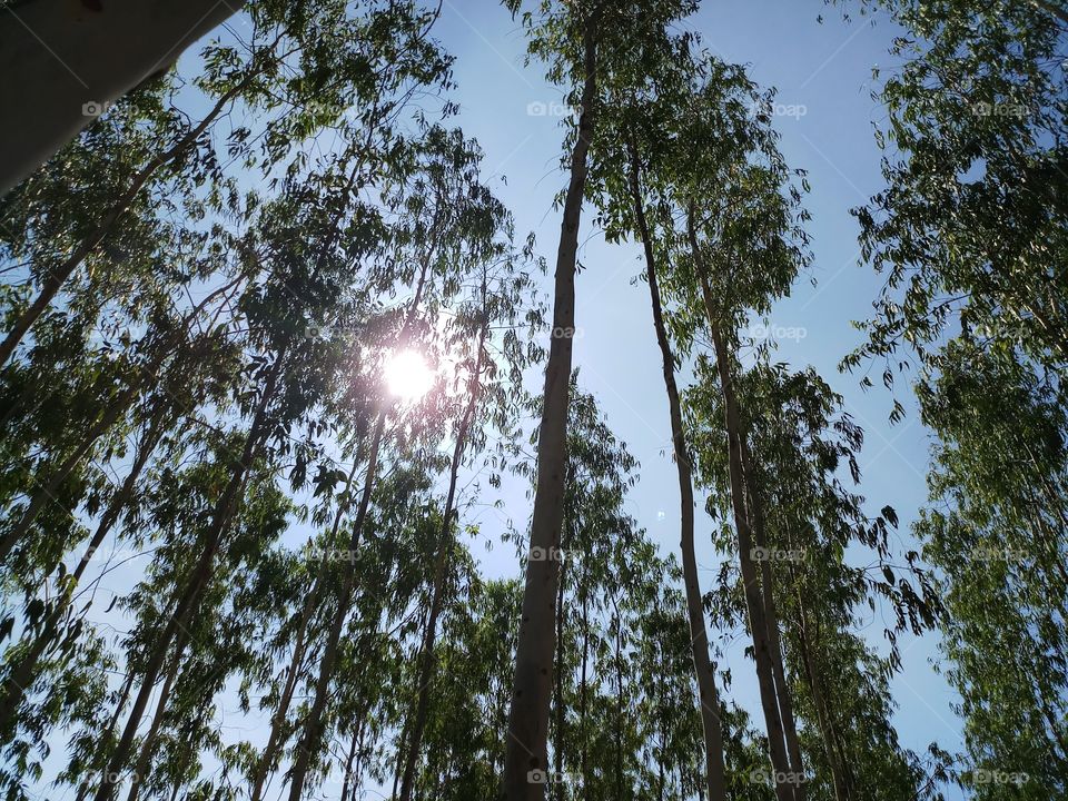 Hai to all.one fine midday afternoon I picked one beautiful image on the outdoor nature it's like different view. sunshine and blue sky combined with tall tree's it's awesome.