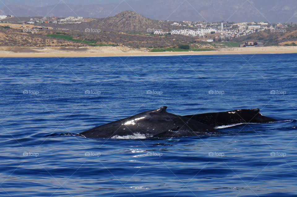 Following a pair of Humpback whales through  migration in Cabo San Lucas, Mexico. 