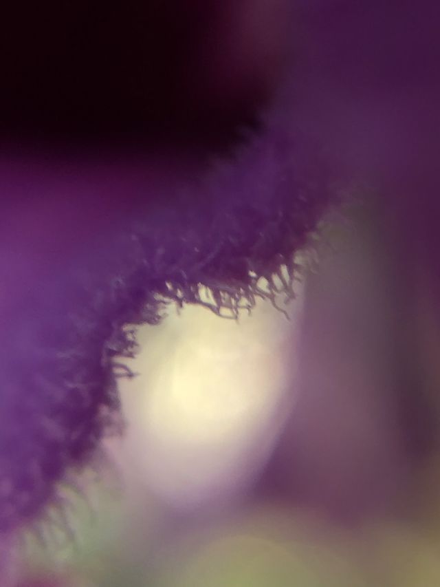 Macro photography 
