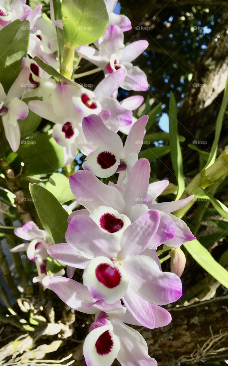 🇺🇸 Very beautiful orchids to inspire our world.  Long live the flowers and their delicate petals. / 🇧🇷 Orquídeas muito bonitas para inspirar nosso mundo. Viva as flores e suas pétalas delicadas. 