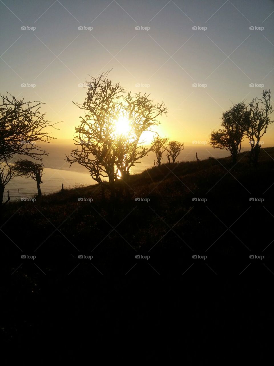 Dawn, Landscape, Sunset, Tree, Silhouette
