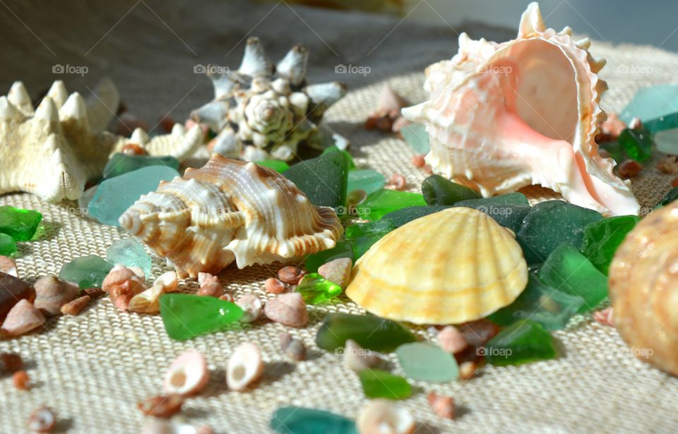 Seashell, Shellfish, Shell, Scallop, Sea