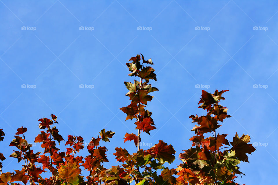 Bright autumn leaves