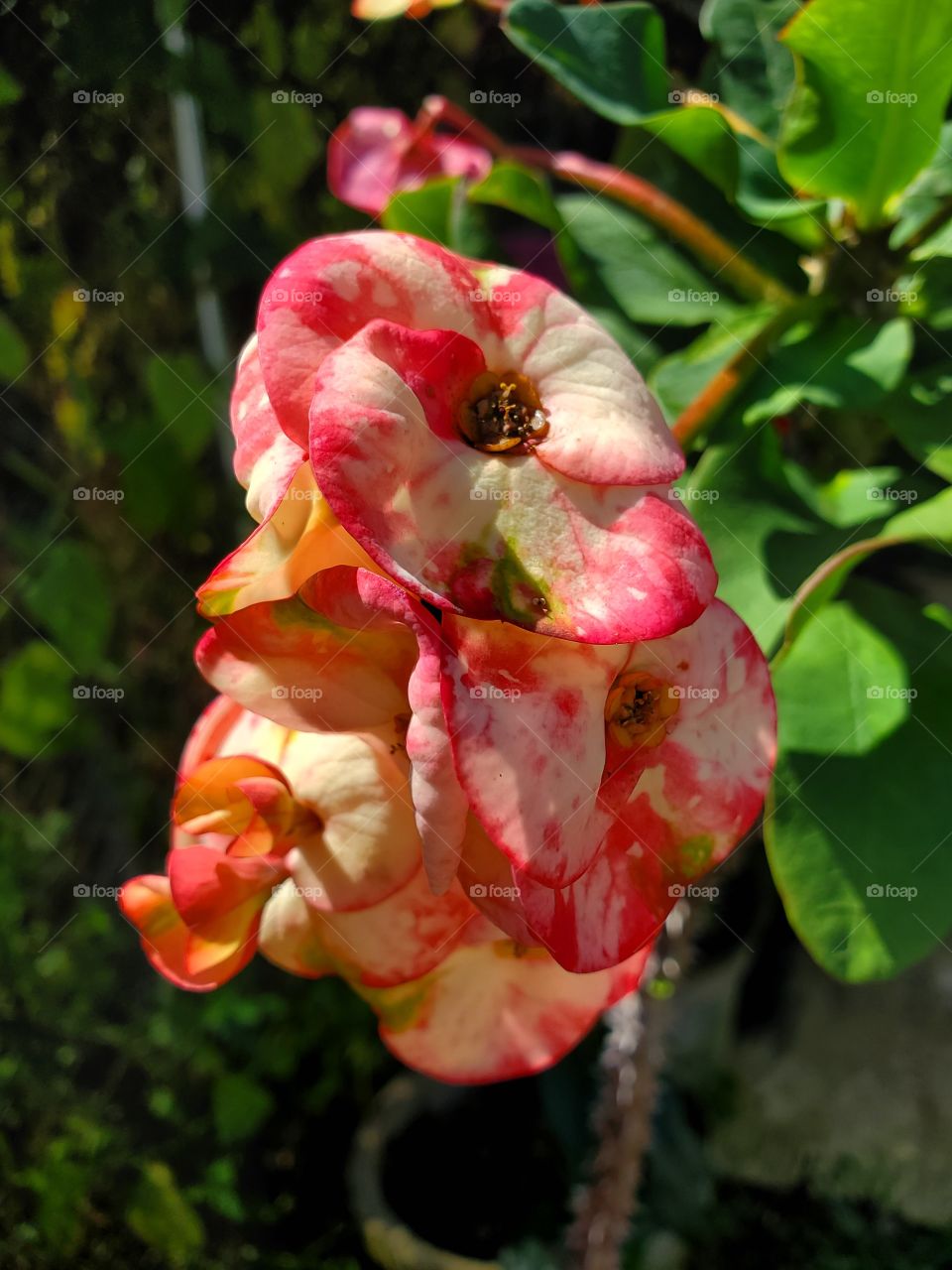 exotic corona de Cristo