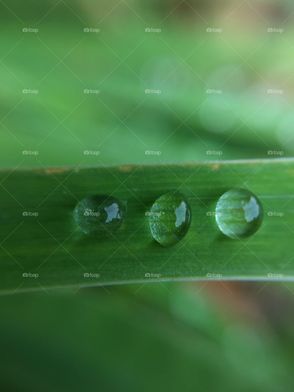 Rain, Dew, Drop, Leaf, Droplet