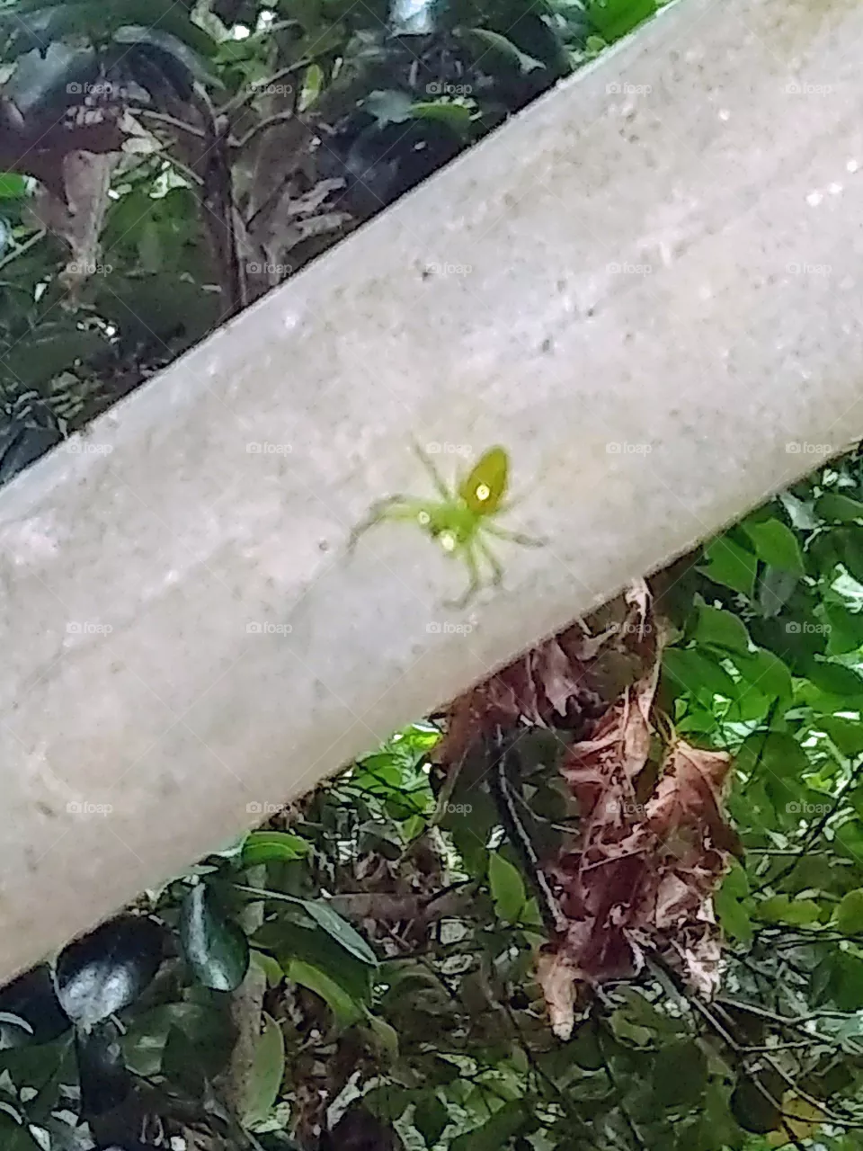 spider
