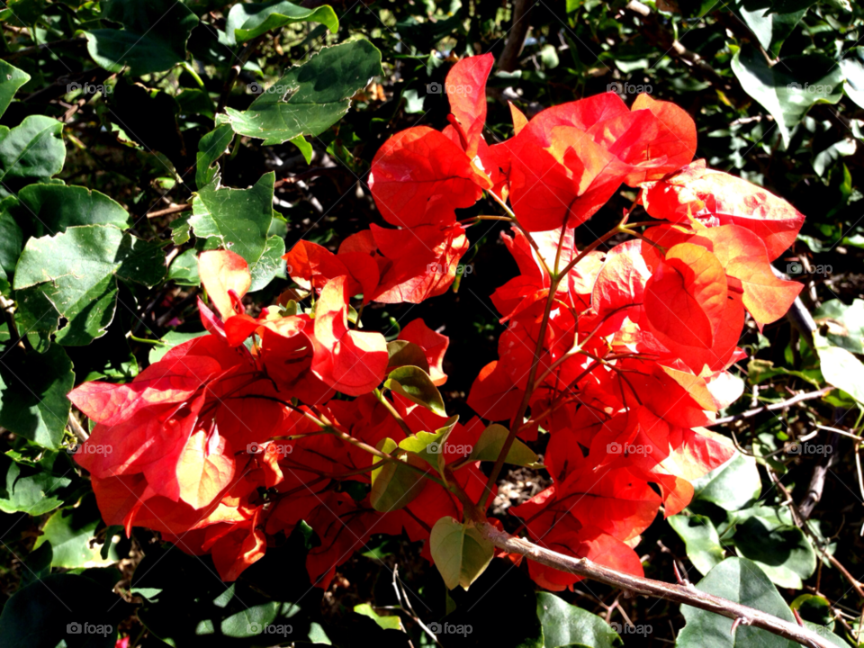 garden flora nature flower by jmsilva59