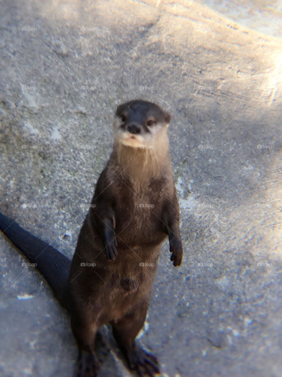 Curious otter