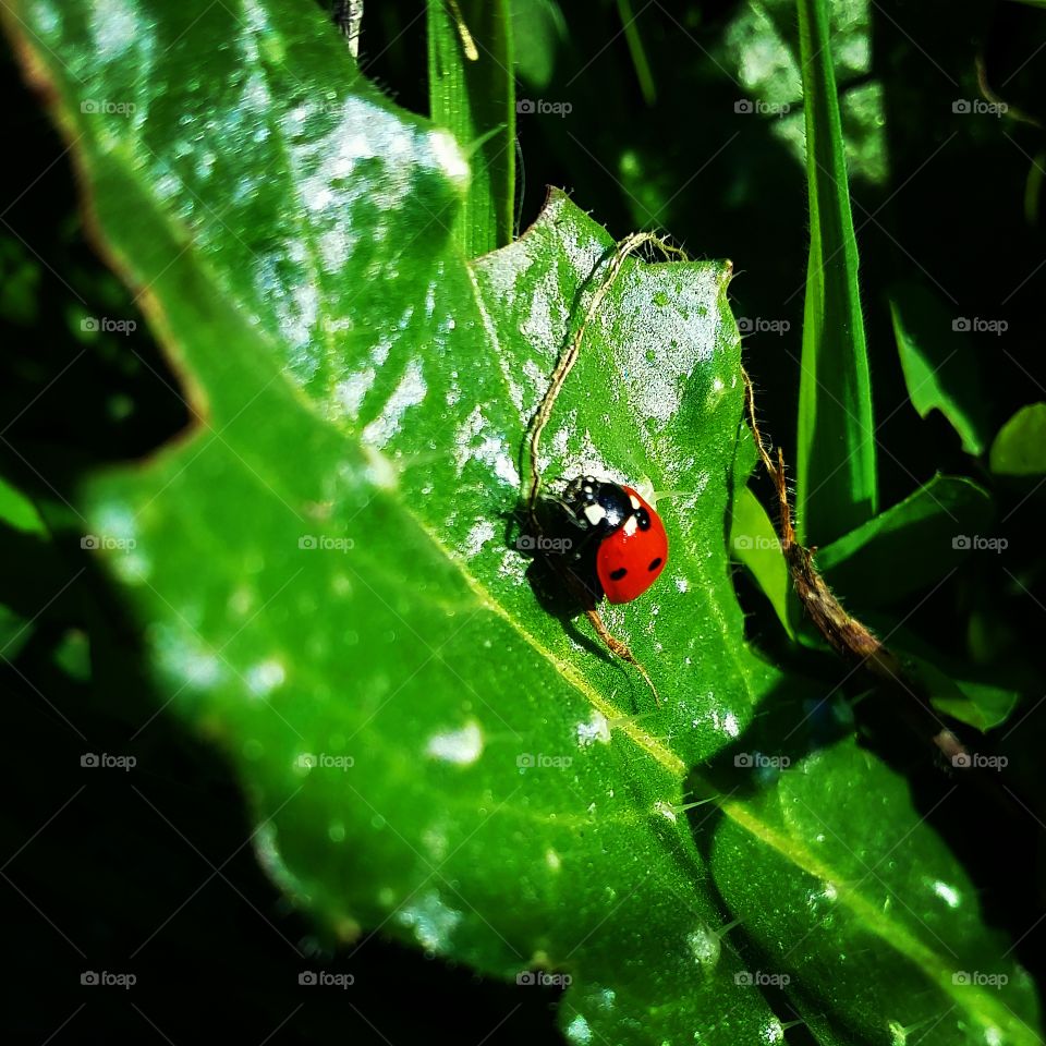 Ladybug, Insect, Beetle, Leaf, Biology