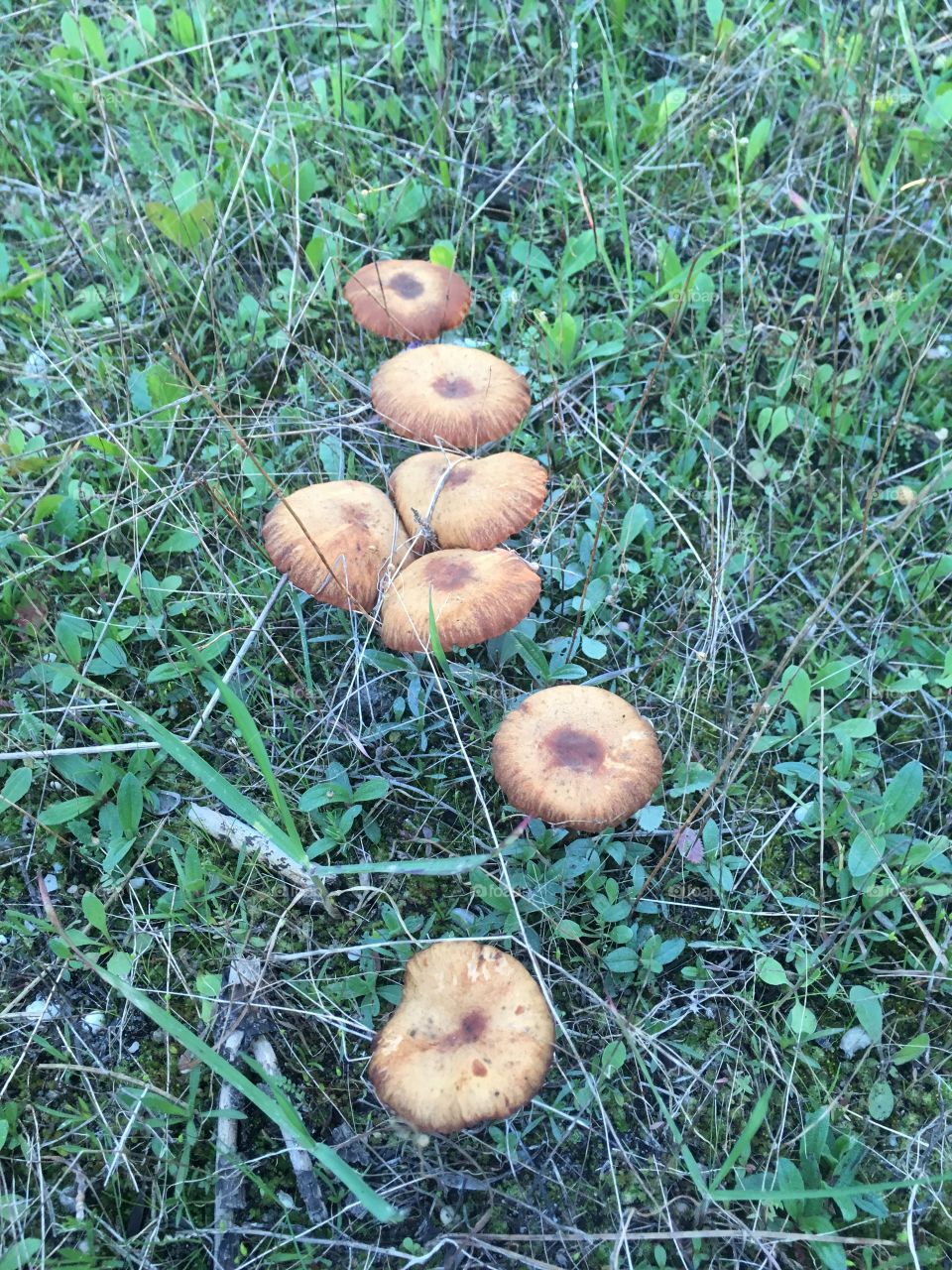 Cogumelos 