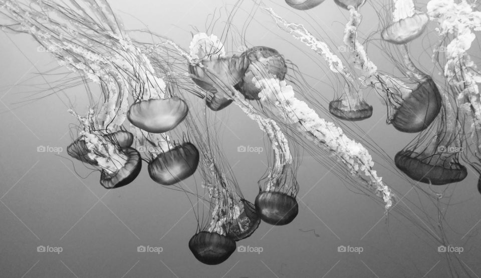 b & w Jellyfish
