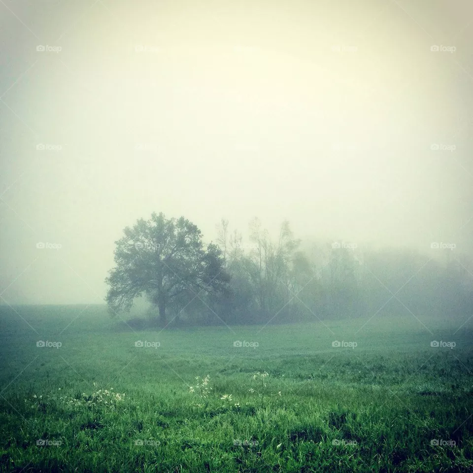 Foggy