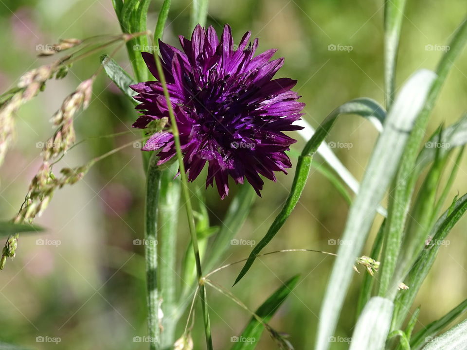 Nature, Flower, No Person, Flora, Summer