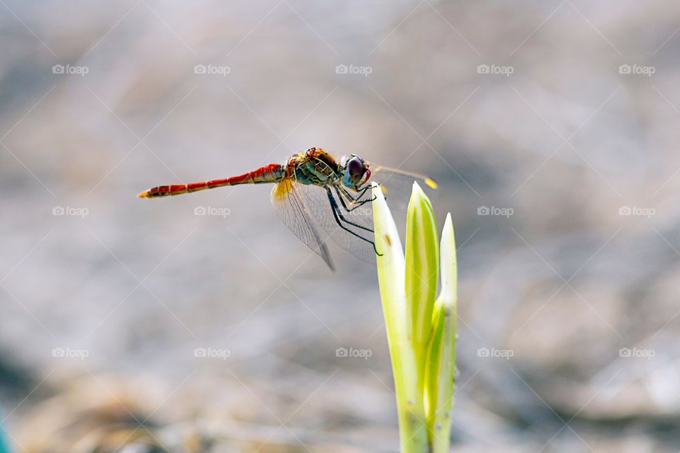 Libélula,dragonfly. 
