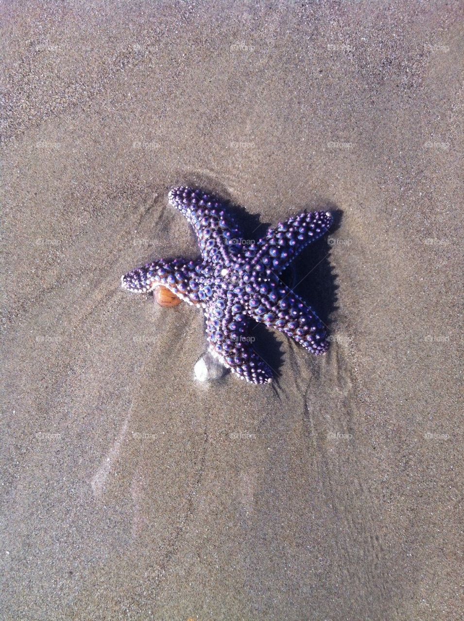 Starfish 
