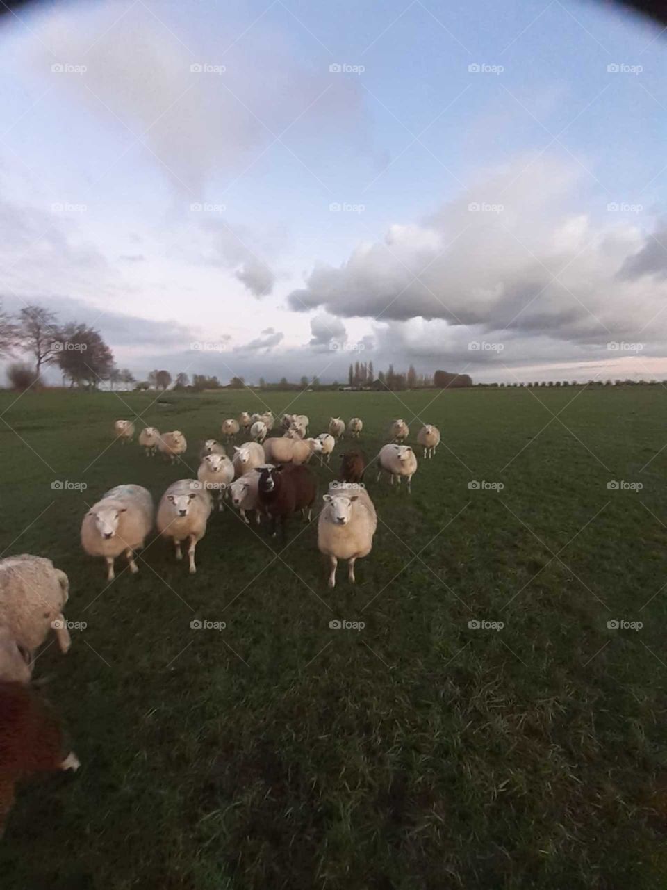 sheep in the pasture outside