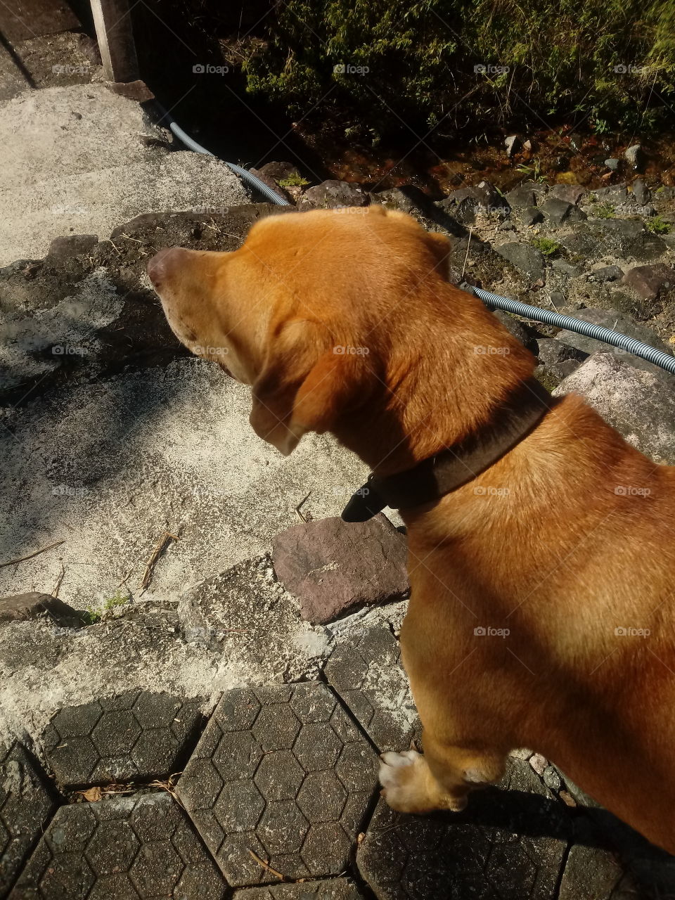 HUNDE, DOG'S, CÃES.