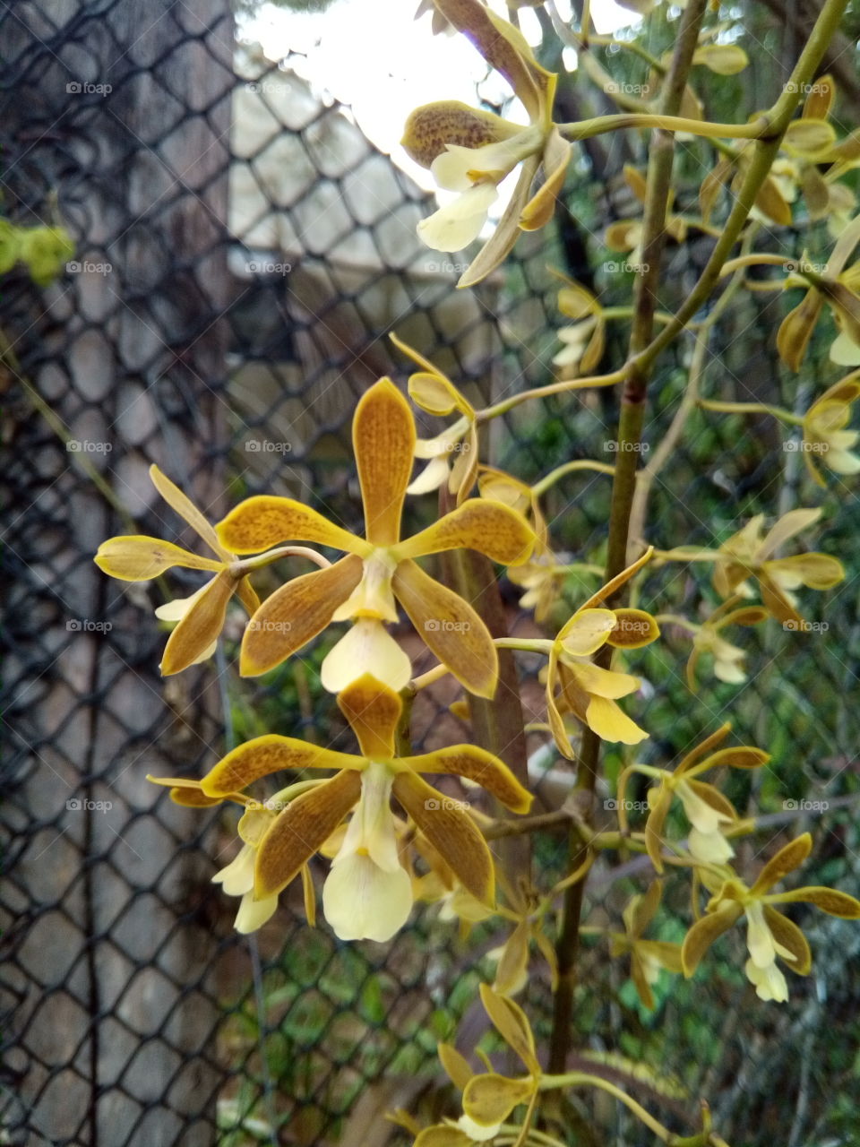 orquídea encyclia