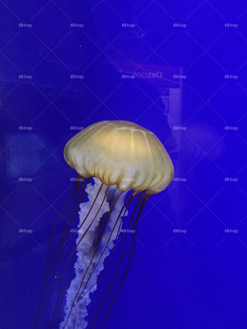 Psychedelic Jelly. Jellyfish in the Oregon Coast Aquarium in Newport