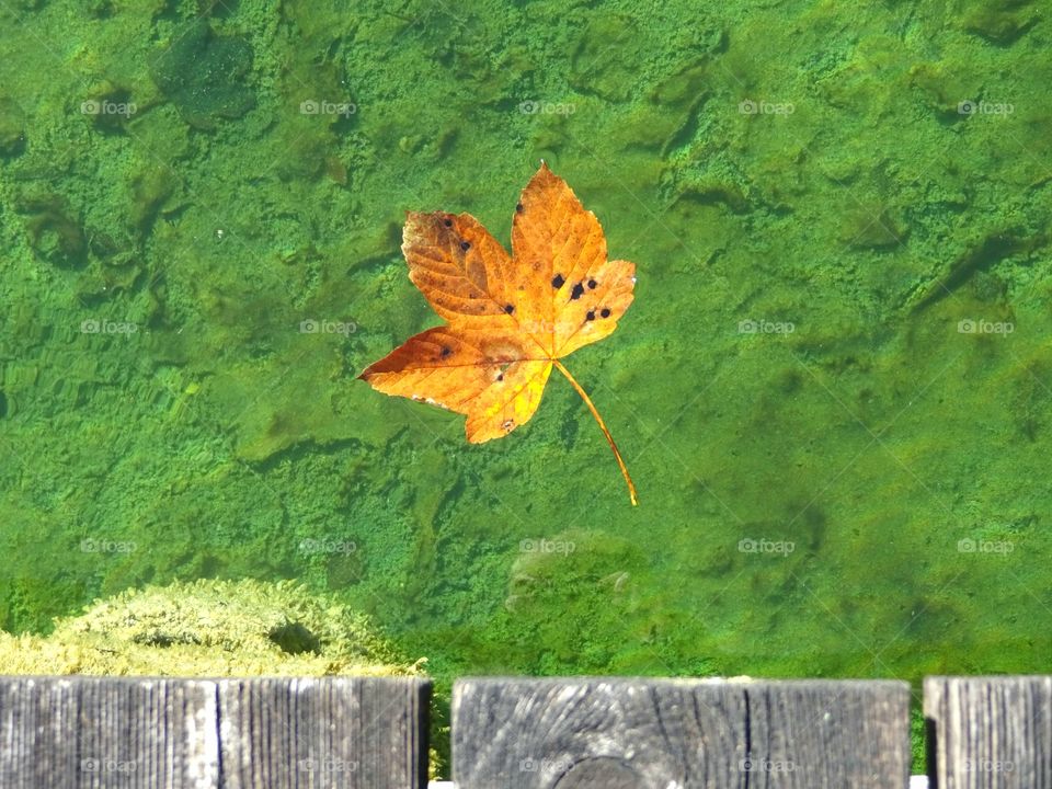Leaf floating on the water 🍁