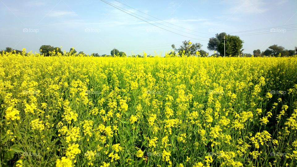 mustard farm