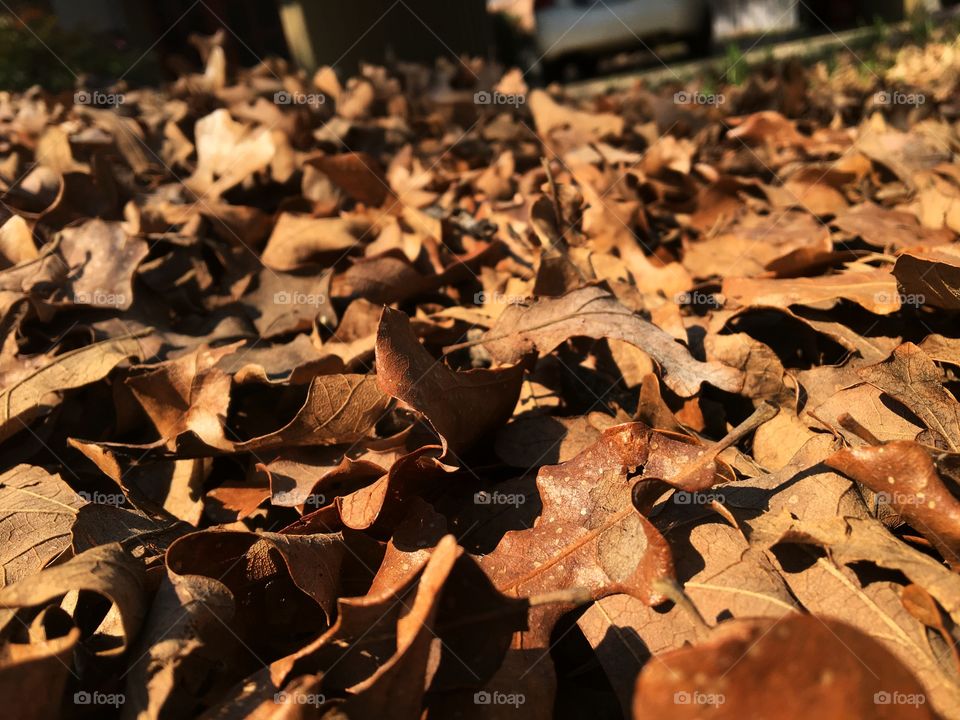 Leaves in a pile 