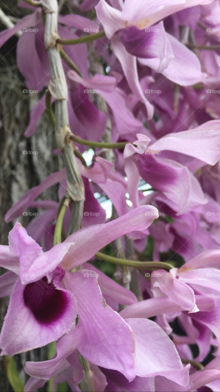 Orquídeas de Venezuela. Se muestra esta hermosa especie que se encuentra a lo largo y ancho de la geografía nacional, una flor exótica que nos muestra su belleza natural.