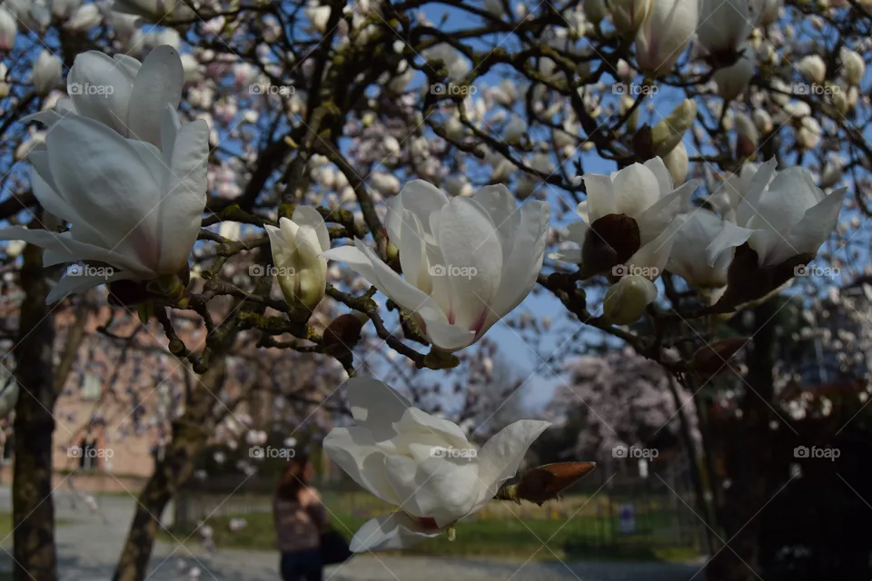 Bloom