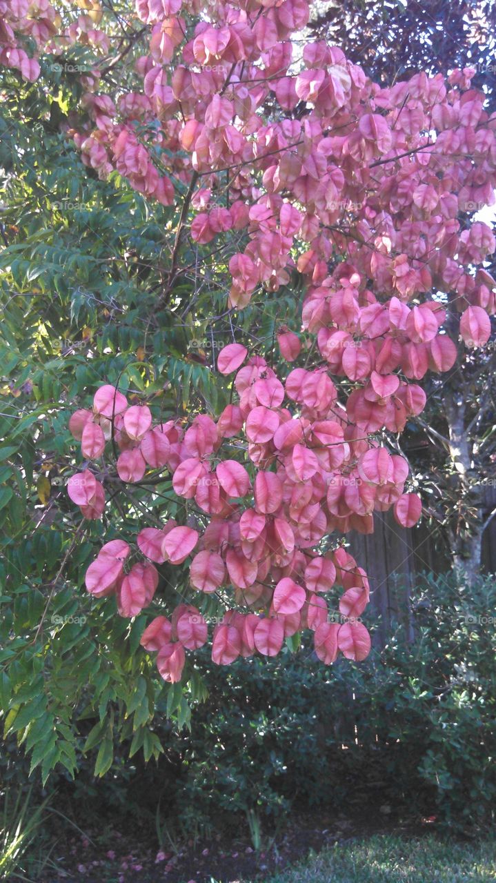 pink blossoms