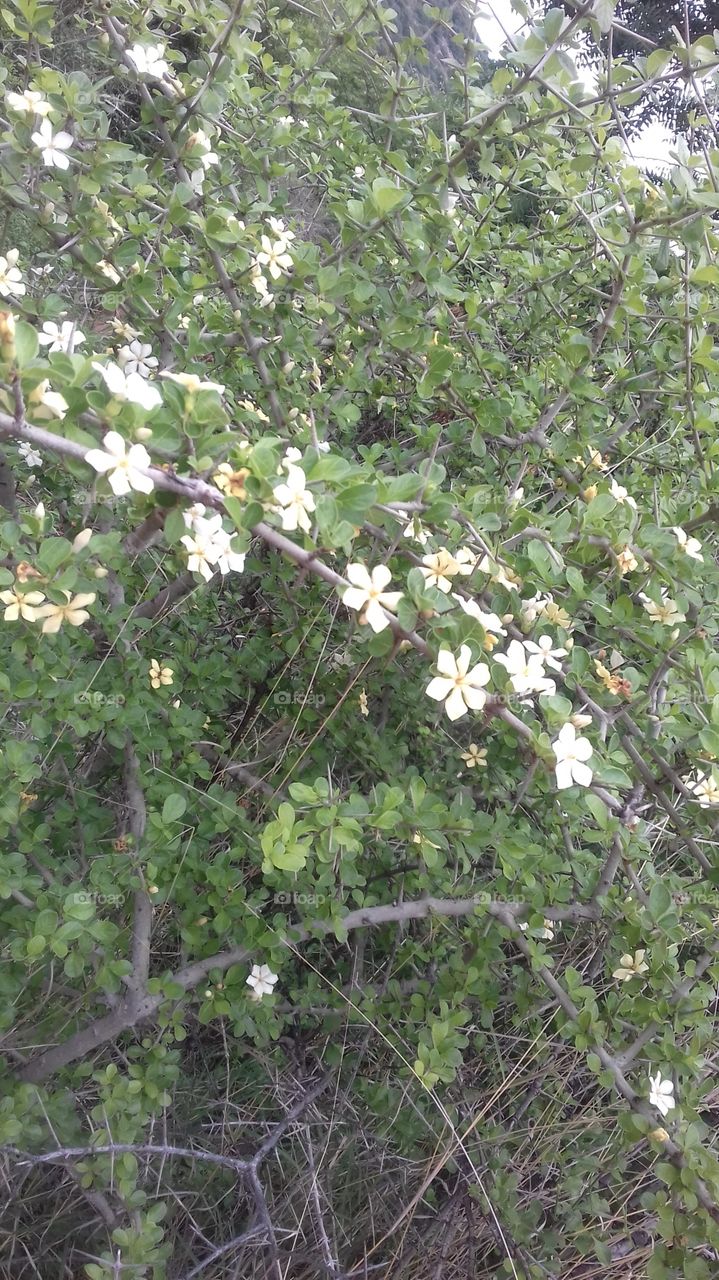 cute and 
white flowers