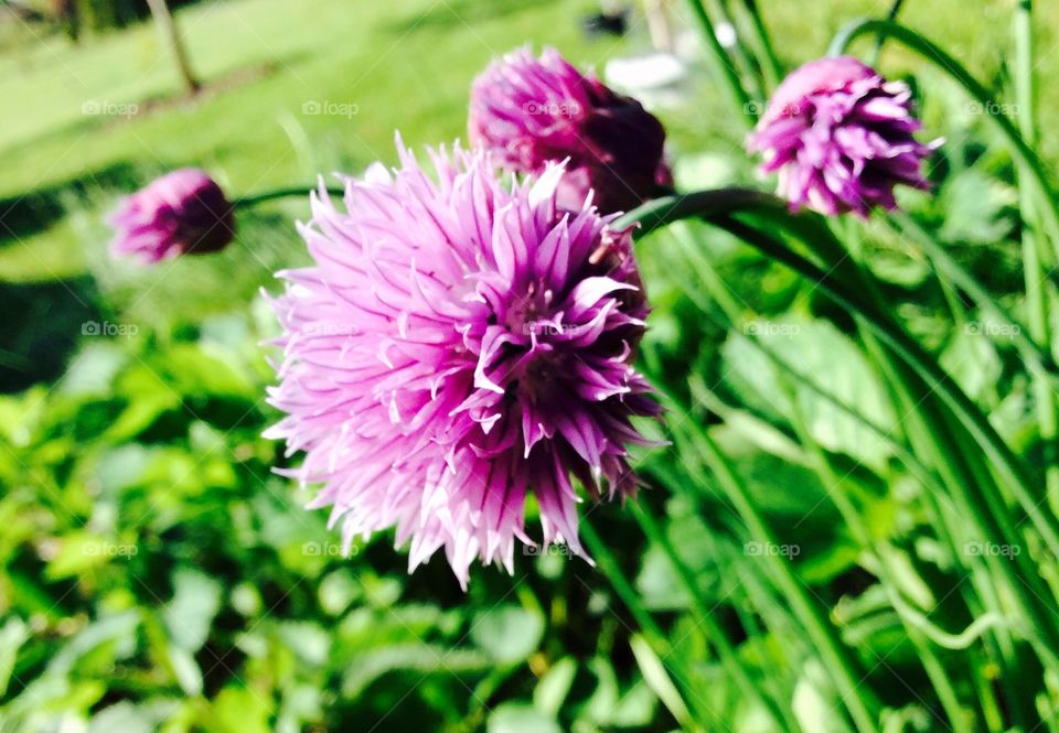 Chive flowers in garden