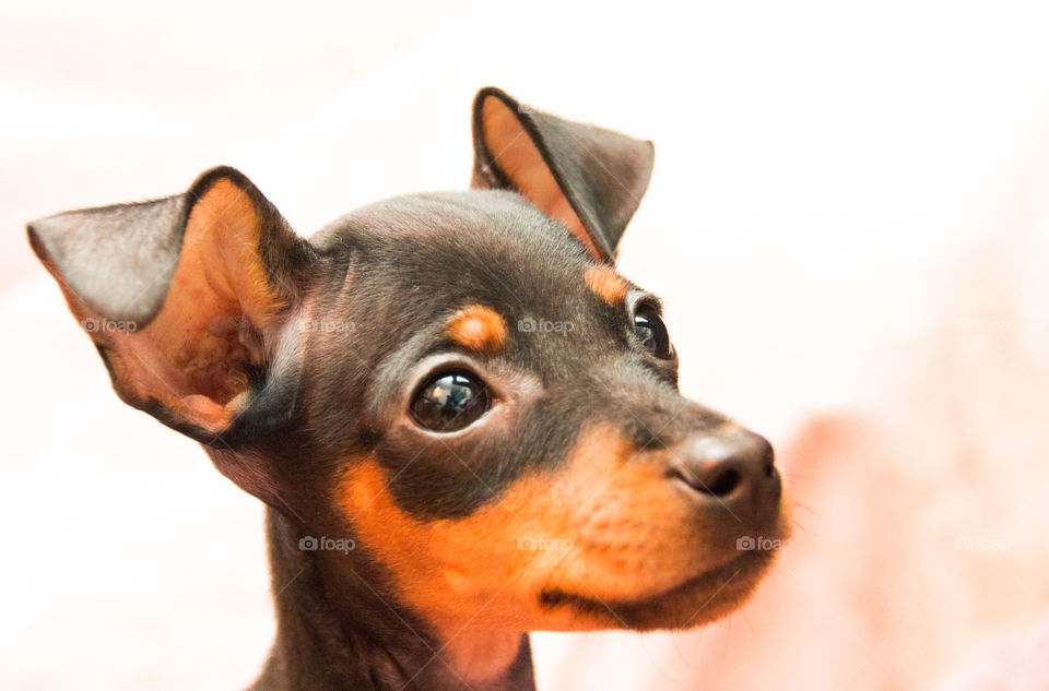 face of puppy of miniature pinscher
