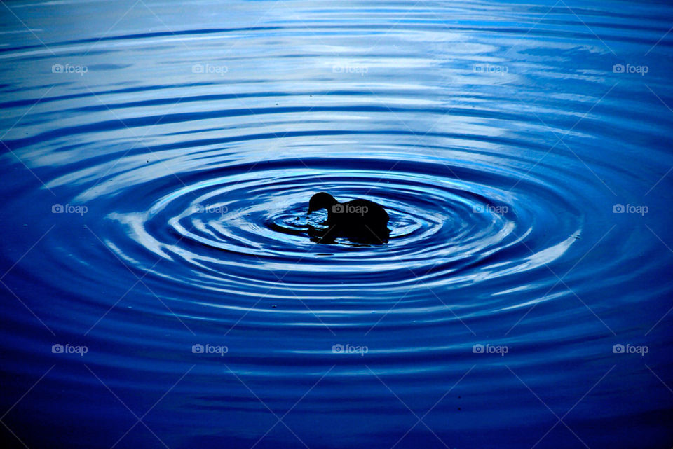 blue rings water lake by hyperr