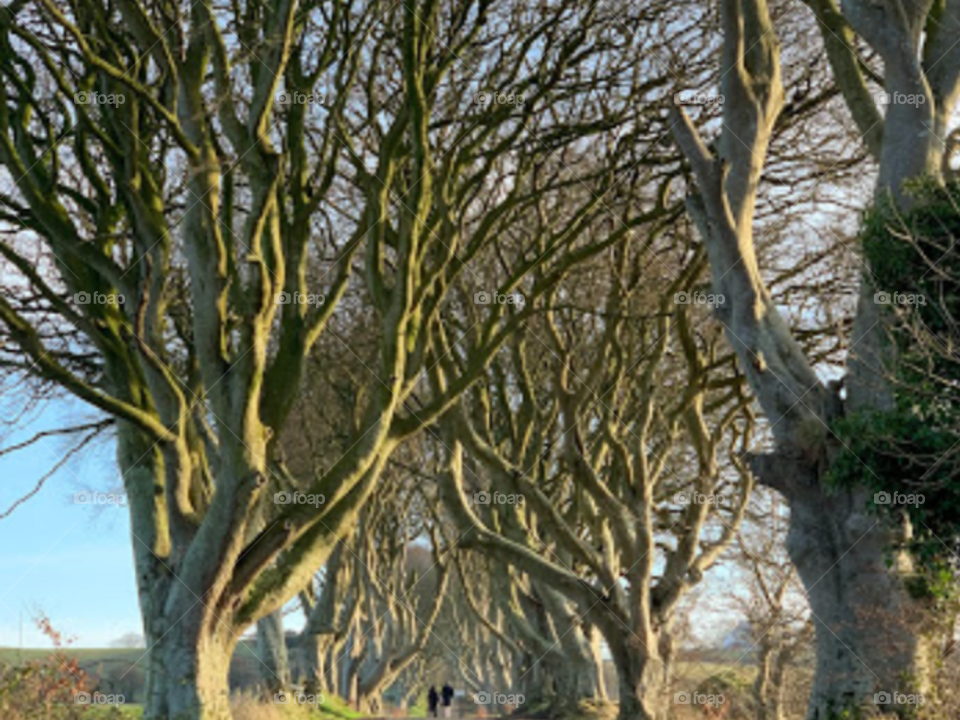 These trees are made a Natural Frame it’s really beautiful 
