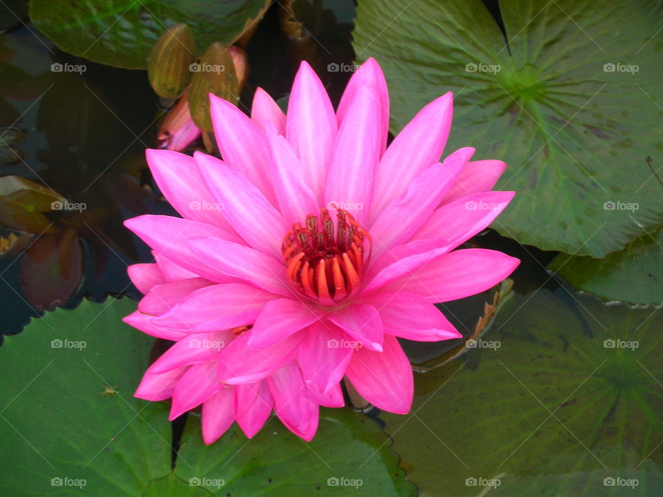 water lilly . nature