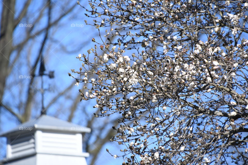 blooming tree with chimney