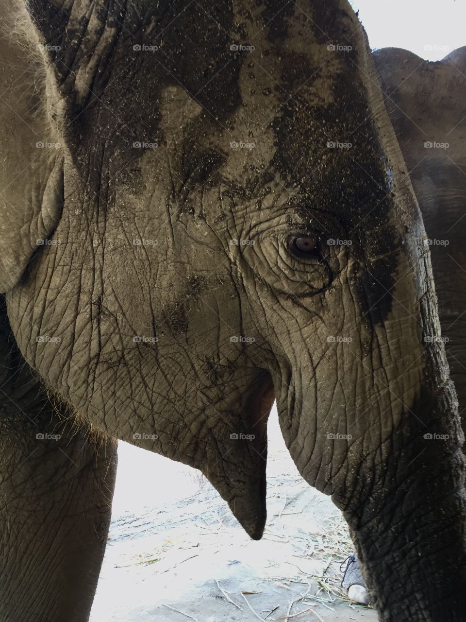 Tailandia. Visiting Elephant’s Sanctuary. Intelligent animals. Loving nature   