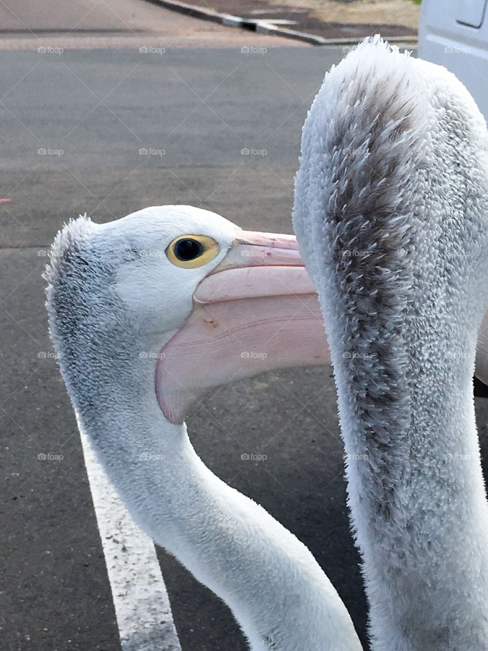 Pair Pelicans headshot
