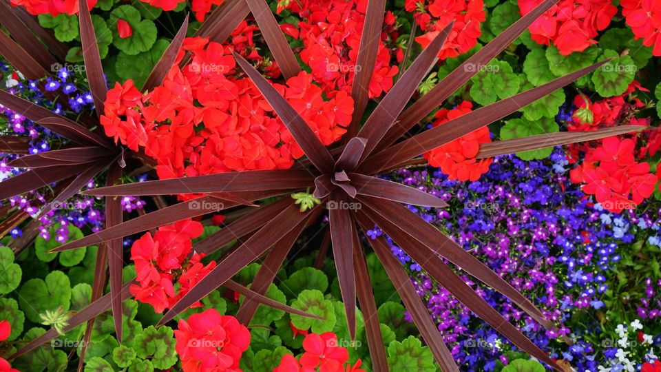 wonderful ... image🖼️
   Beautiful Flower🌼 Leaf🍁