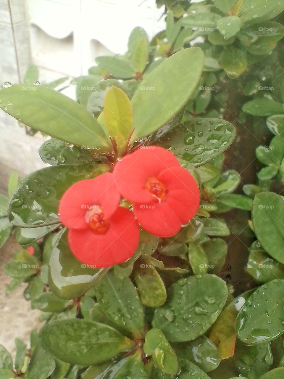 Crown of thorns or can be called euphorbia milli which grows in the mosque's garden