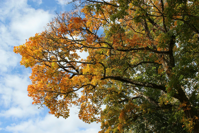 Maple