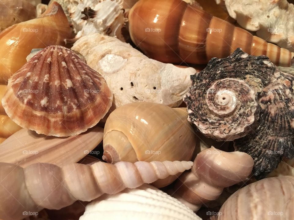 Various seashells