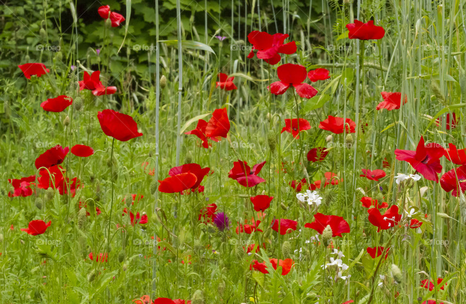 Wildflowers and red poppies