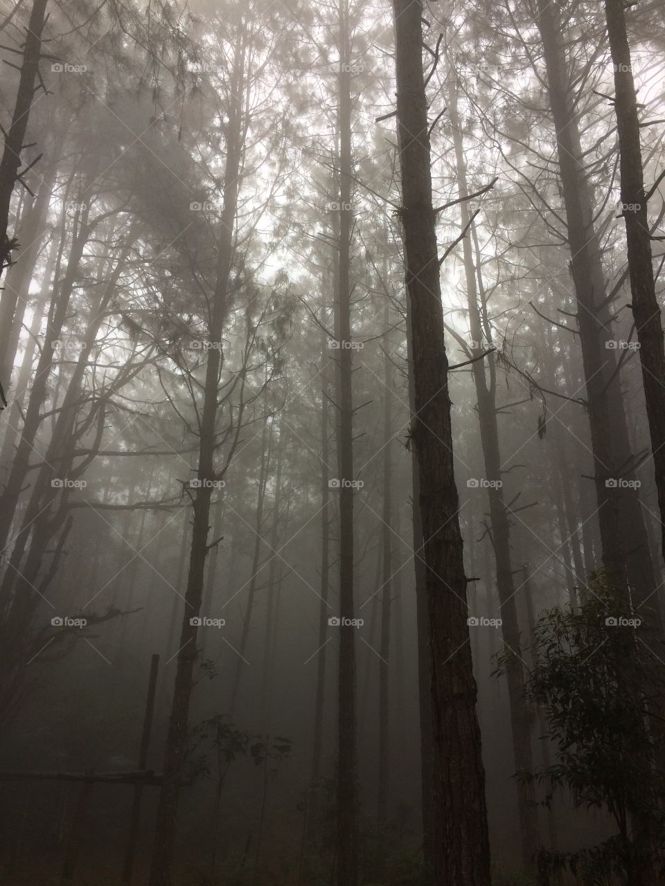 Fog in the forest 